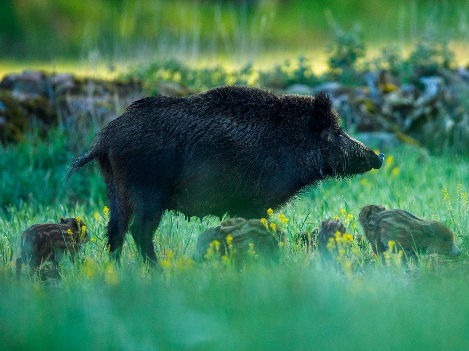 Wild Bore