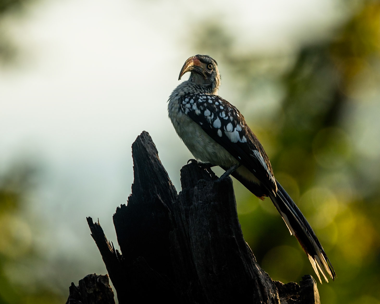 Souther yellow-billed hornbill