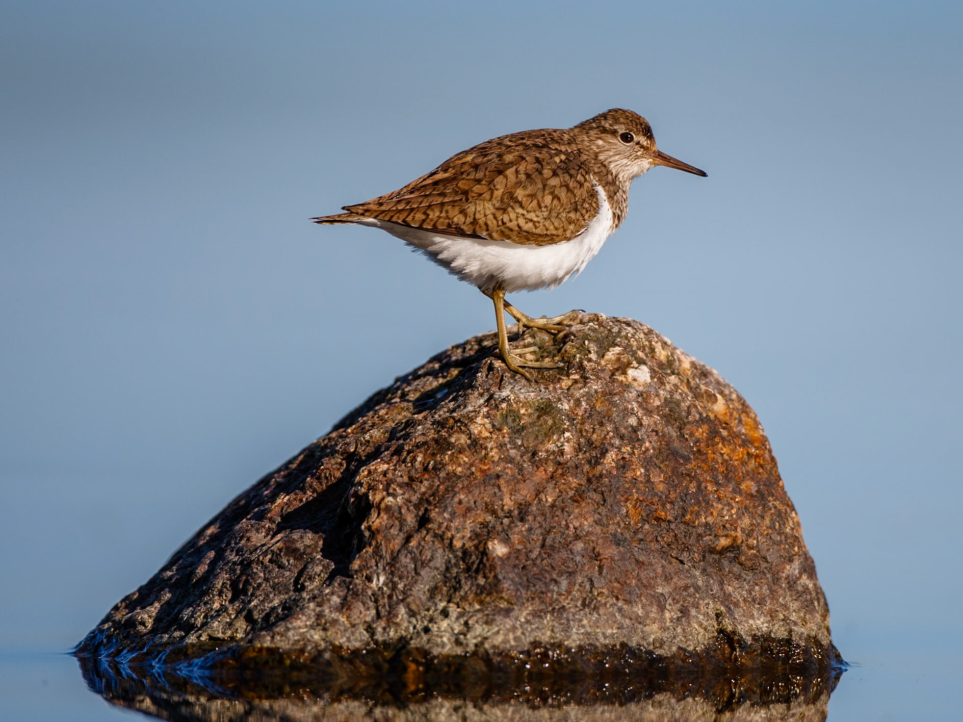 Common Sandpiper