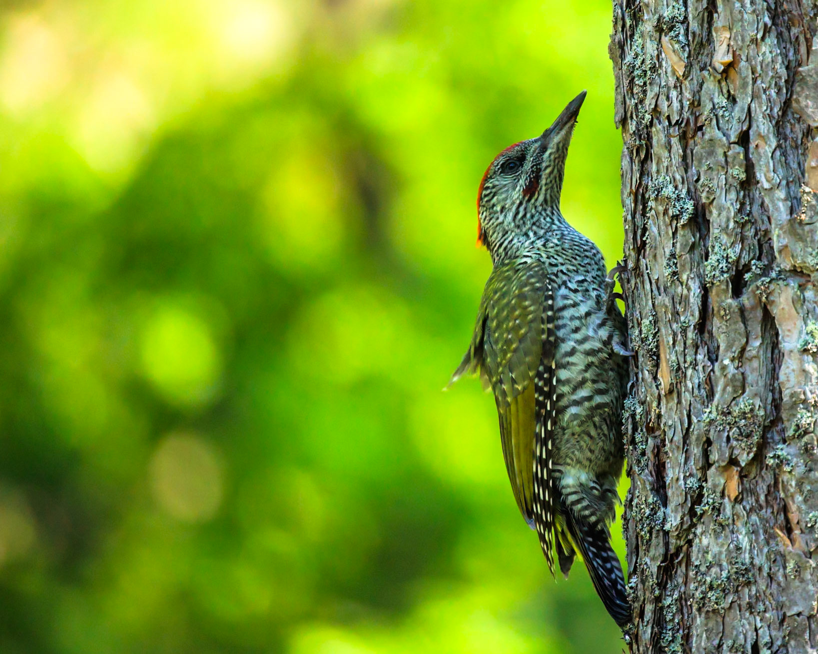 Eurasian Green Woodpecker