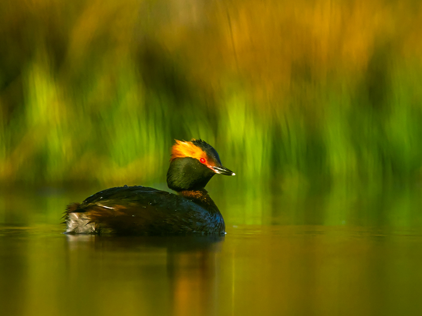Slavonian Grebe
