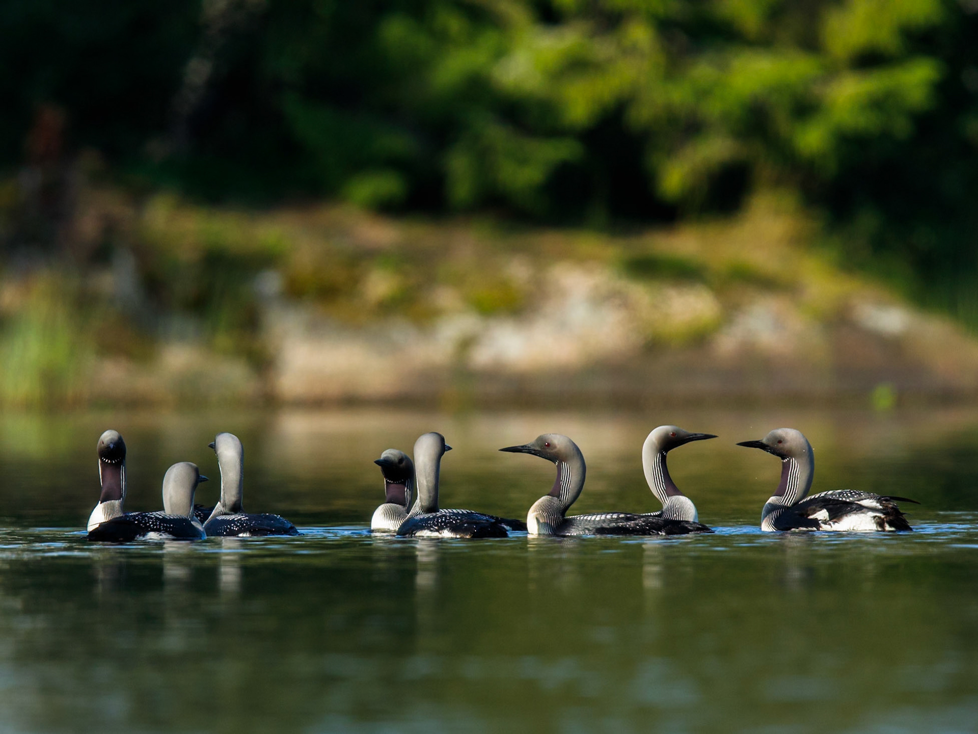 Black-throated Diver