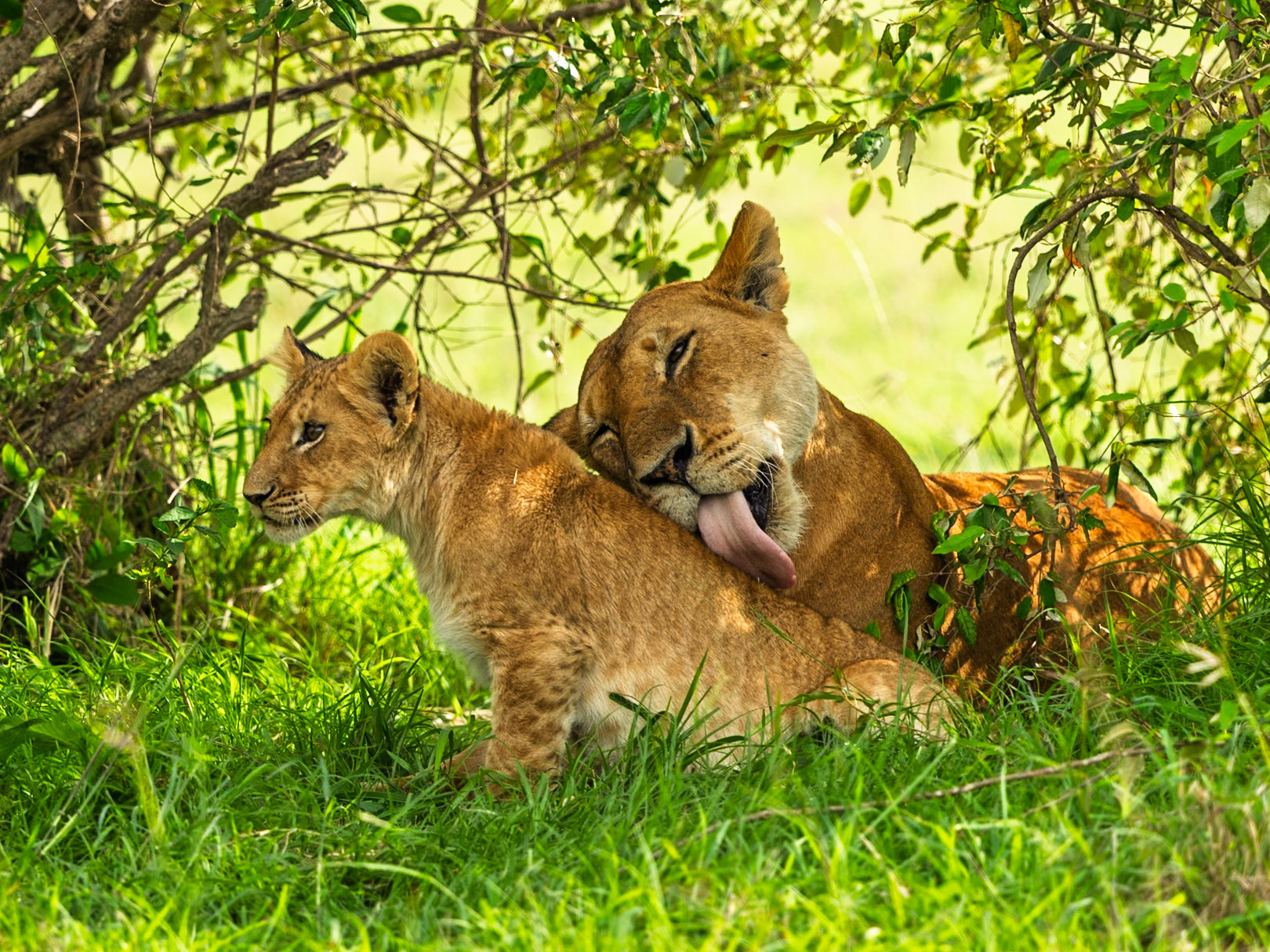 Lions in Masai Mara 2026