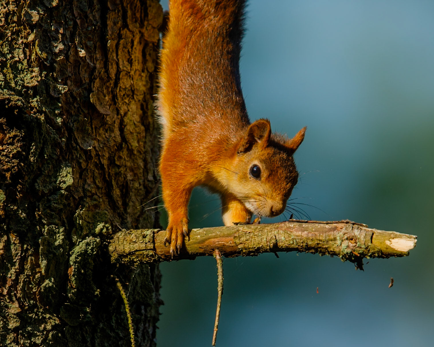 Squirrel