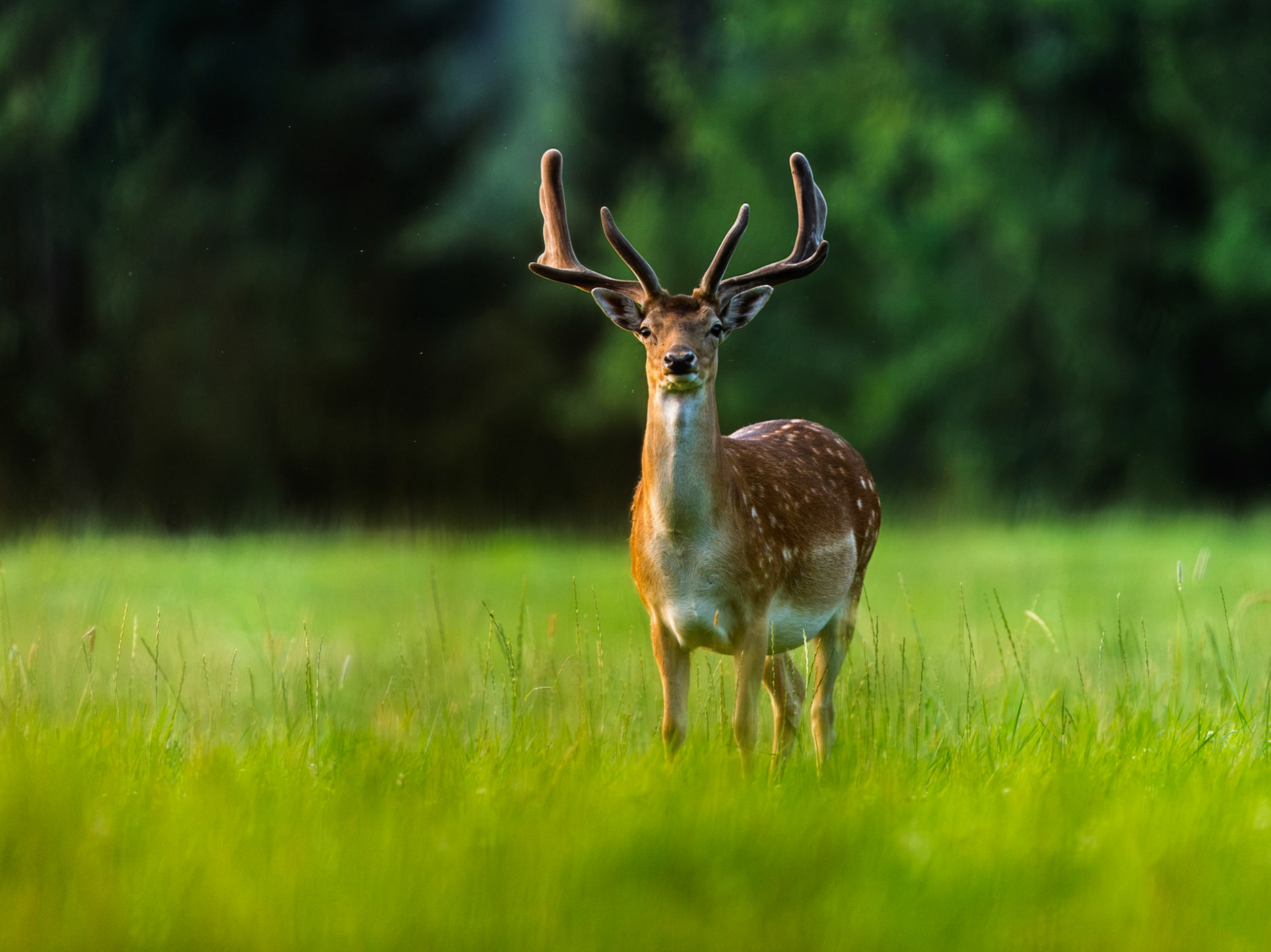 Fallow deer