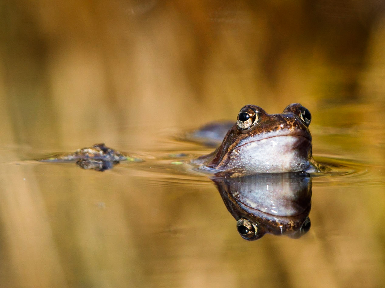 Moor Frog