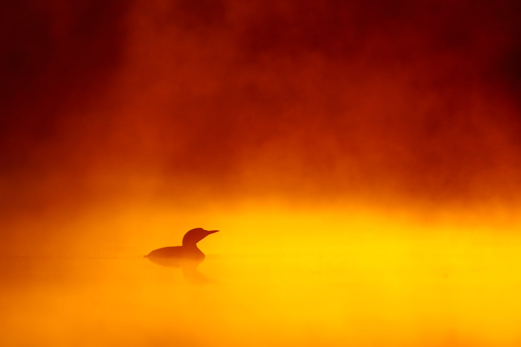 Black-throated Diver