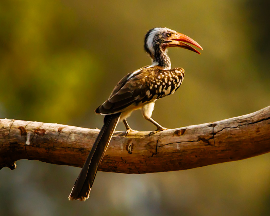 Southern red-billed hornbill