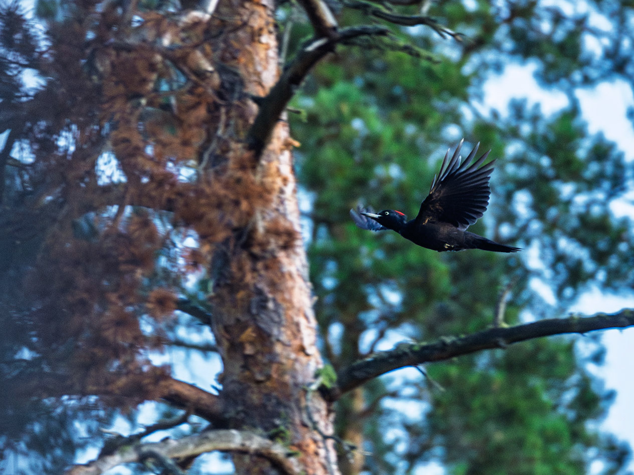 Black Woodpecker