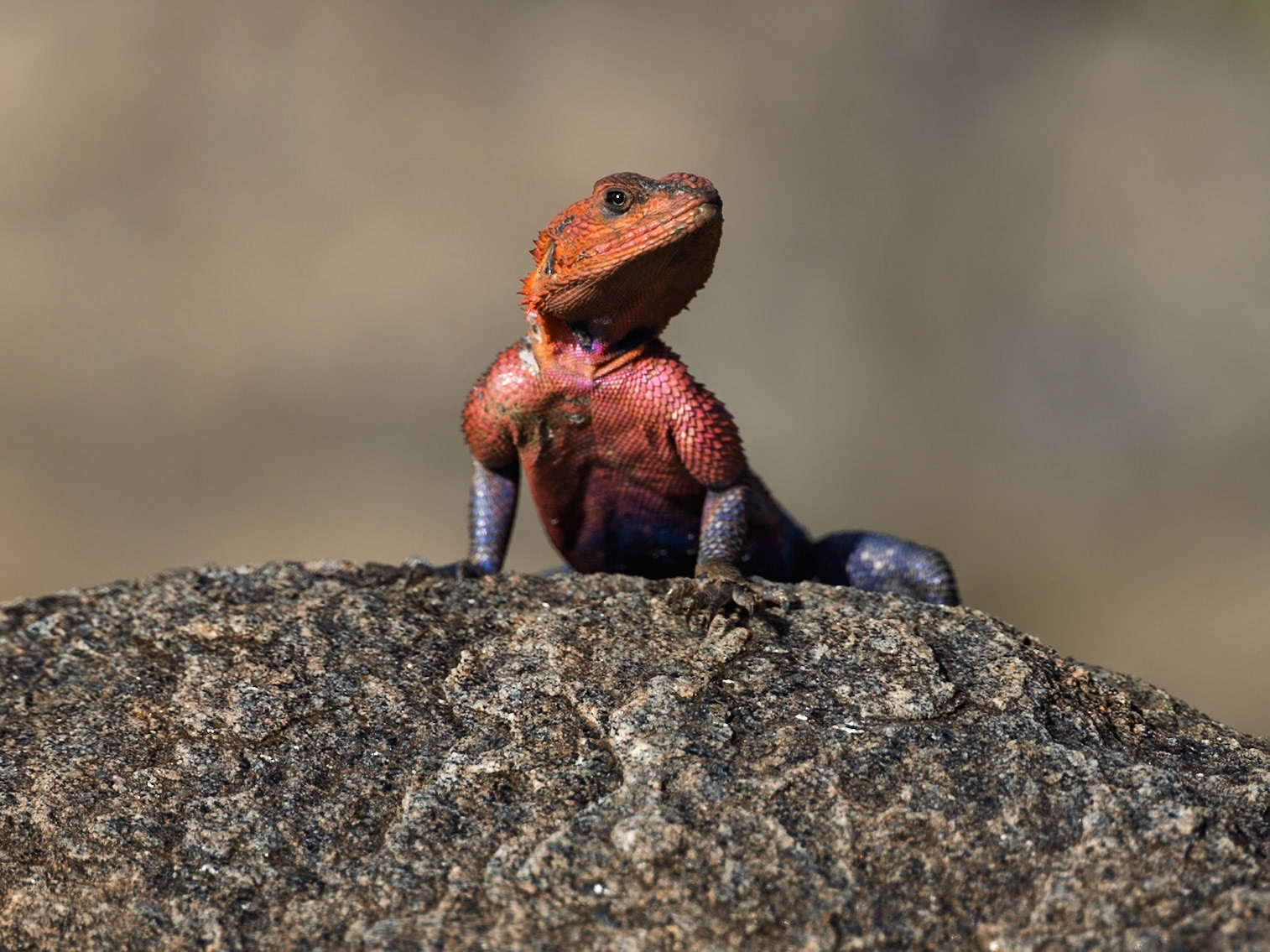 Agama lizard in Masai Mara 2026