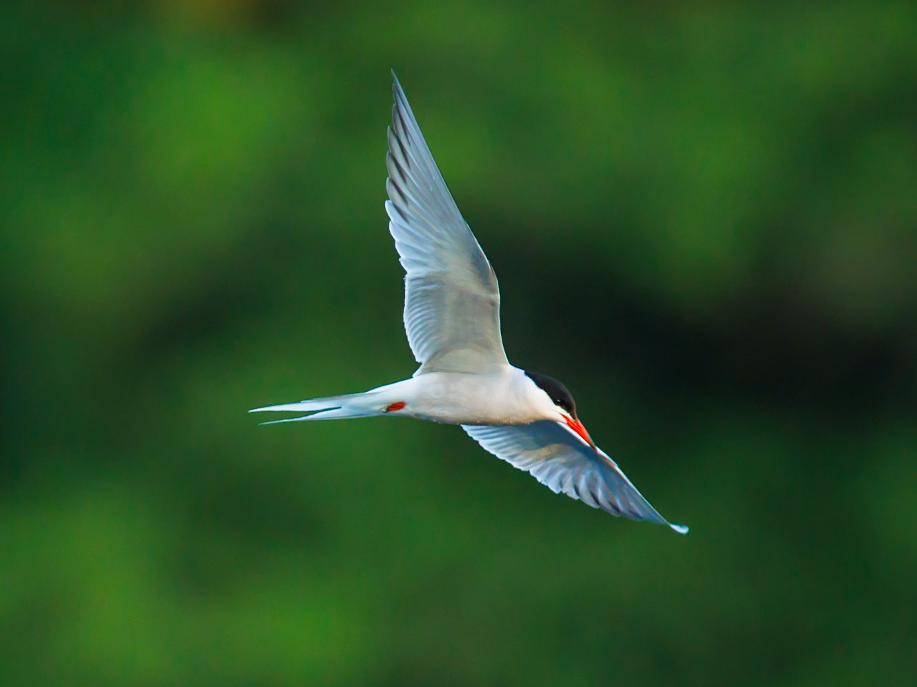 Common Tern