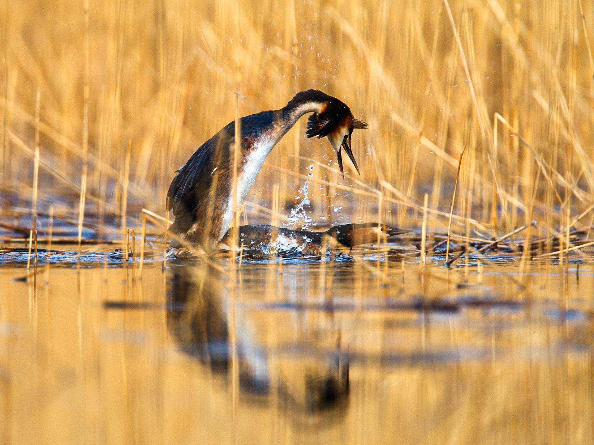 Great Crested Grebe
