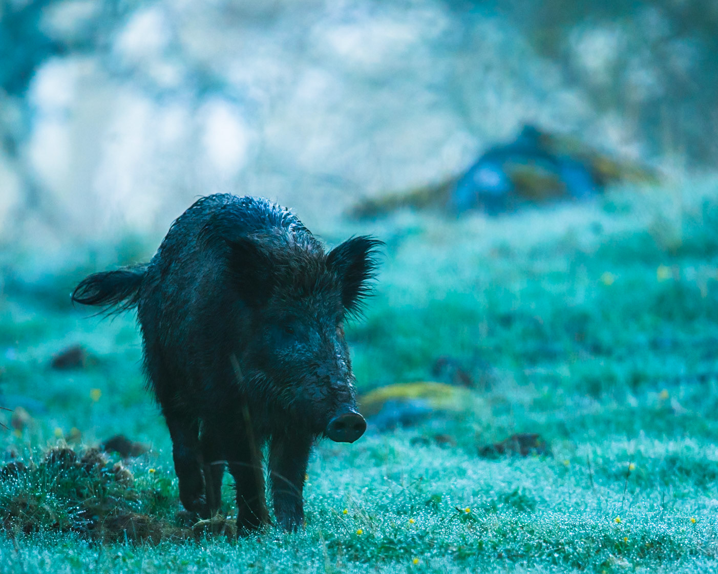 Wild Bore