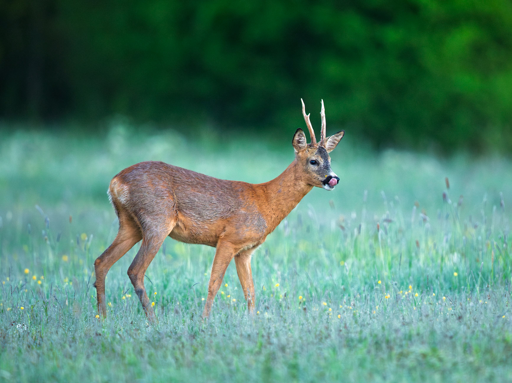 Roe Deer