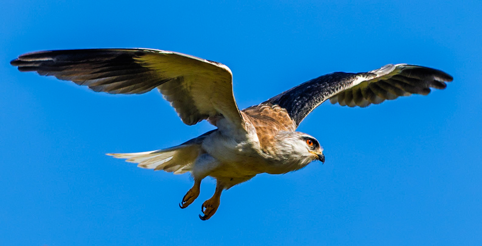 Black-winged kite