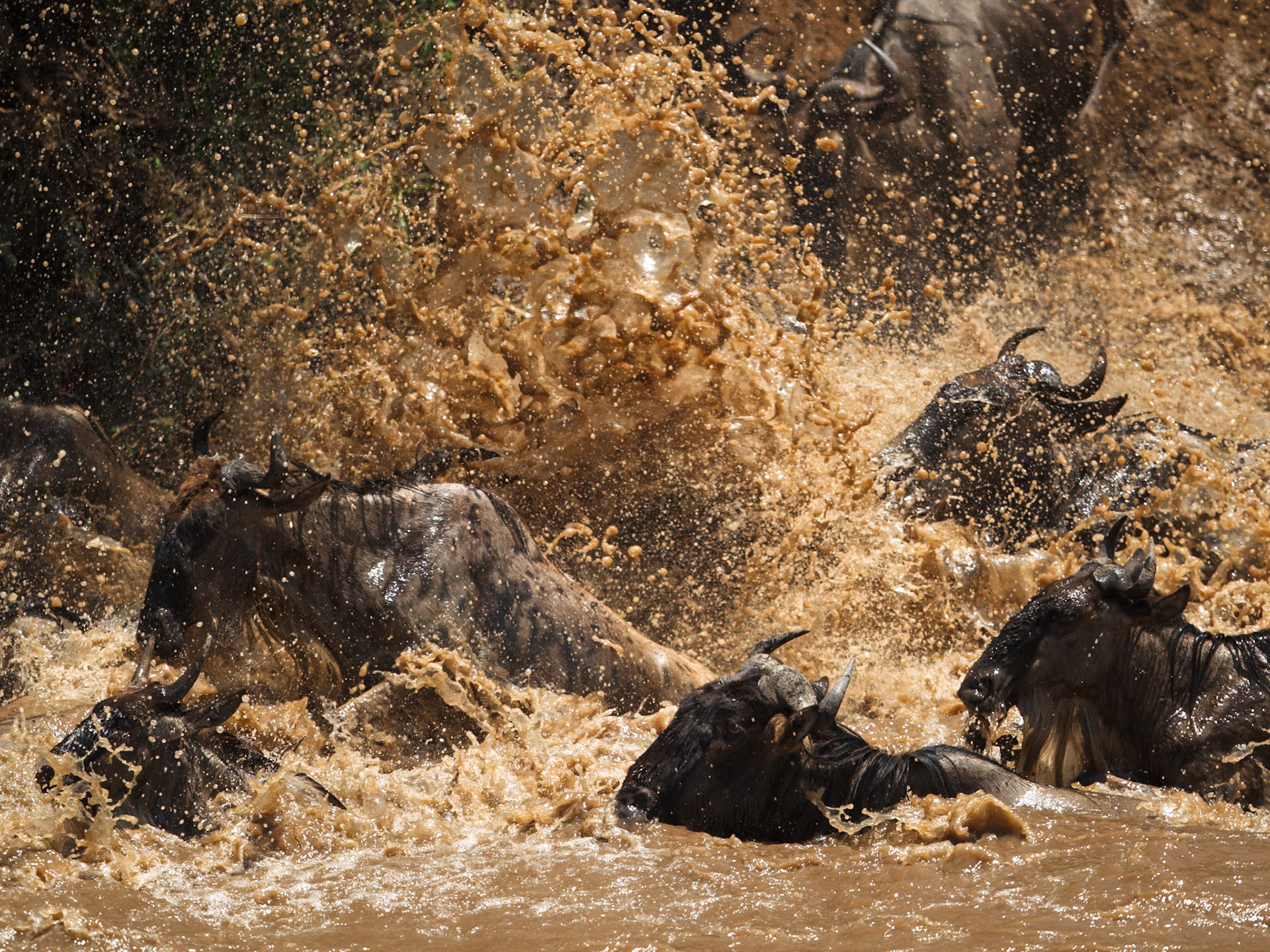 White-Bearded Wildebeest in Masai Mara 2014