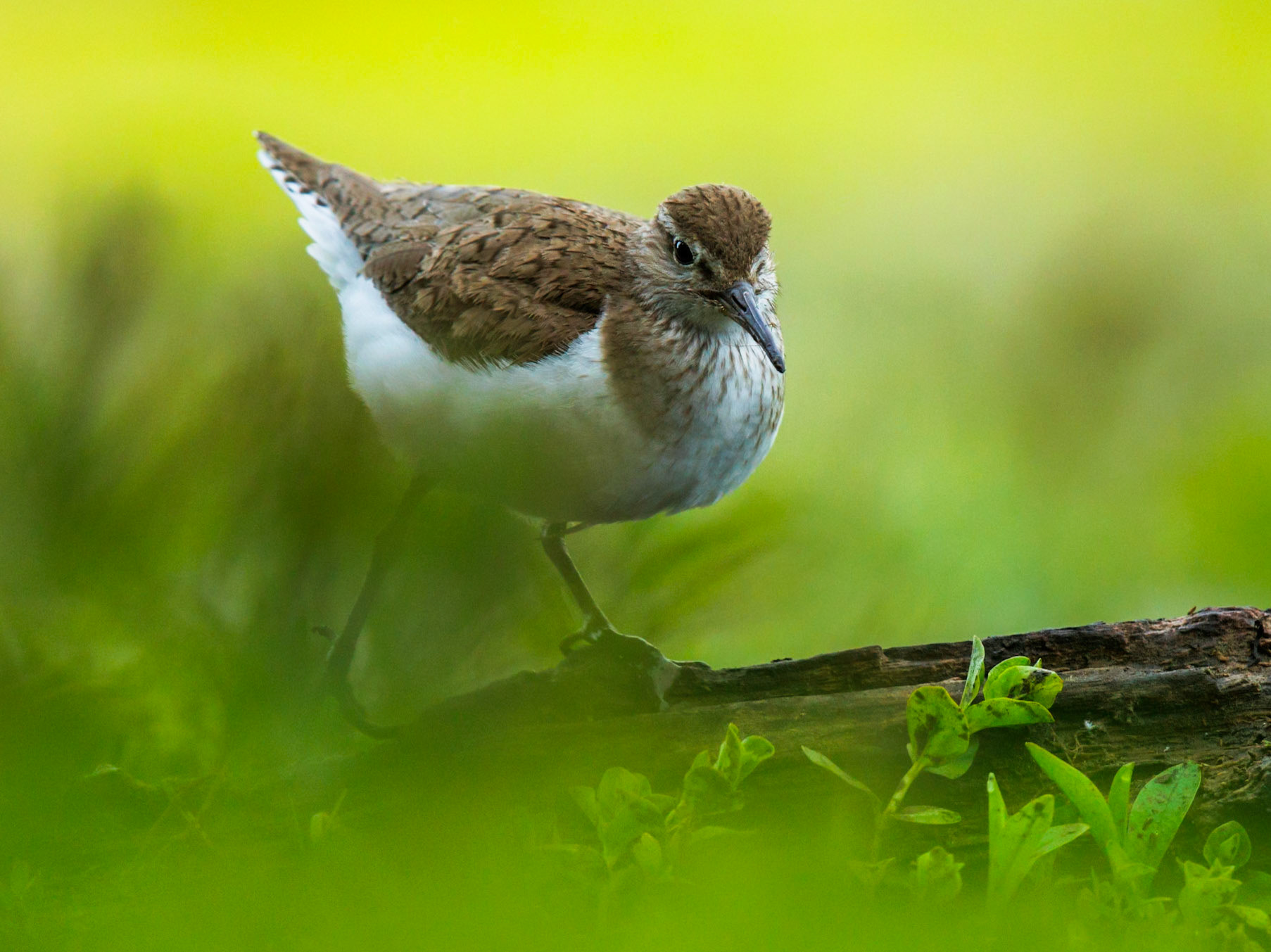 Common sandpiper