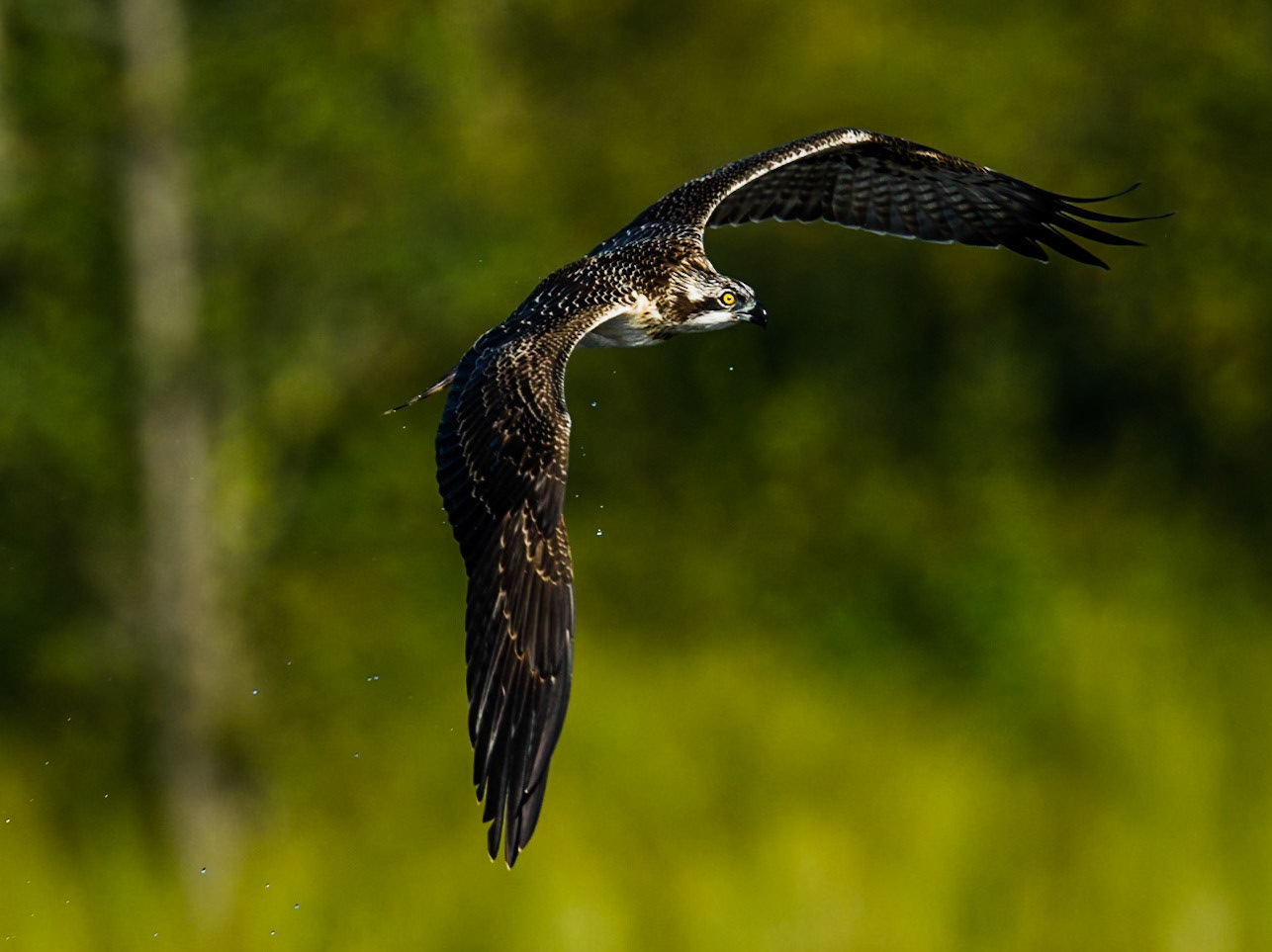 Osprey
