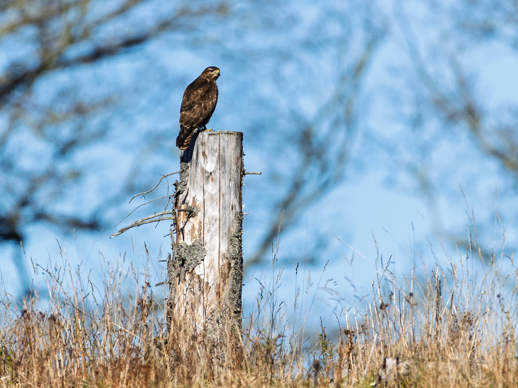 Common buzzard