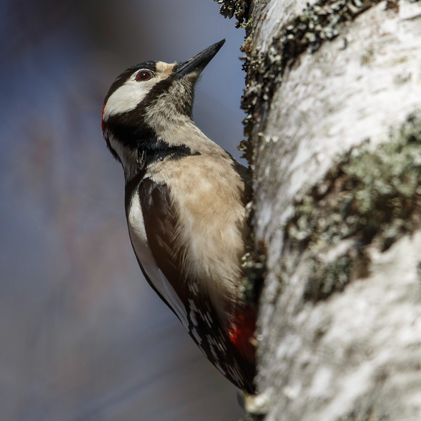 Great Spotted Woodpecker