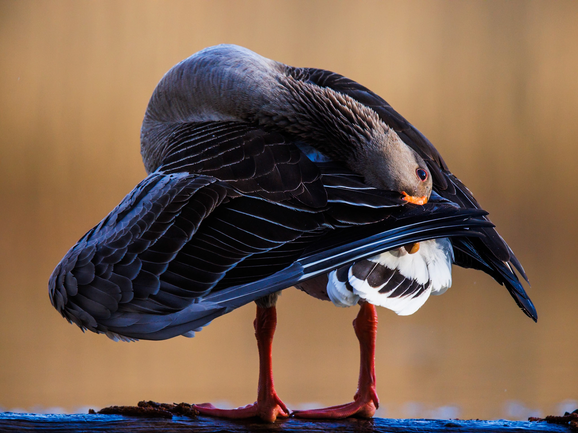 Greylag Goose