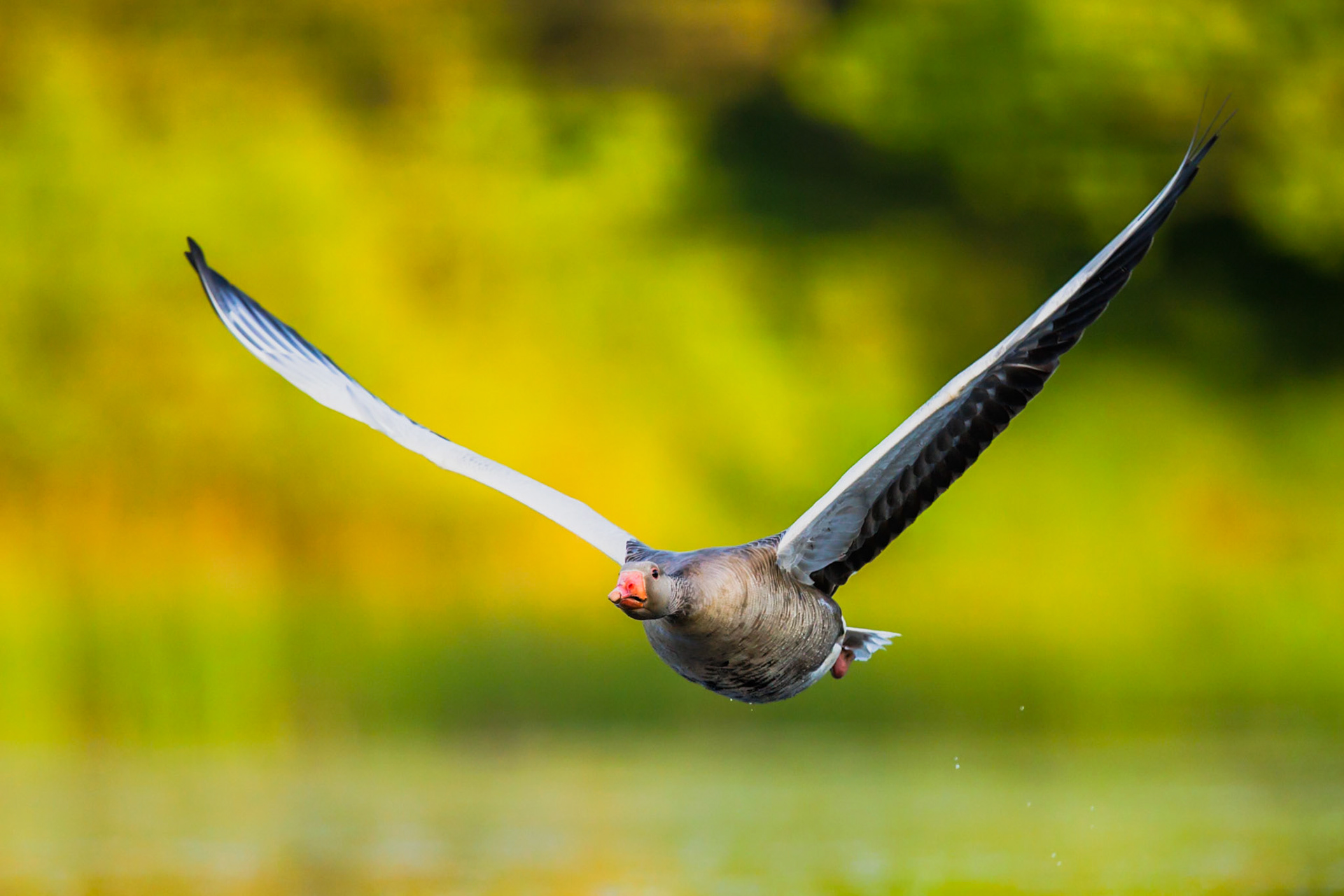 Greylag Goose