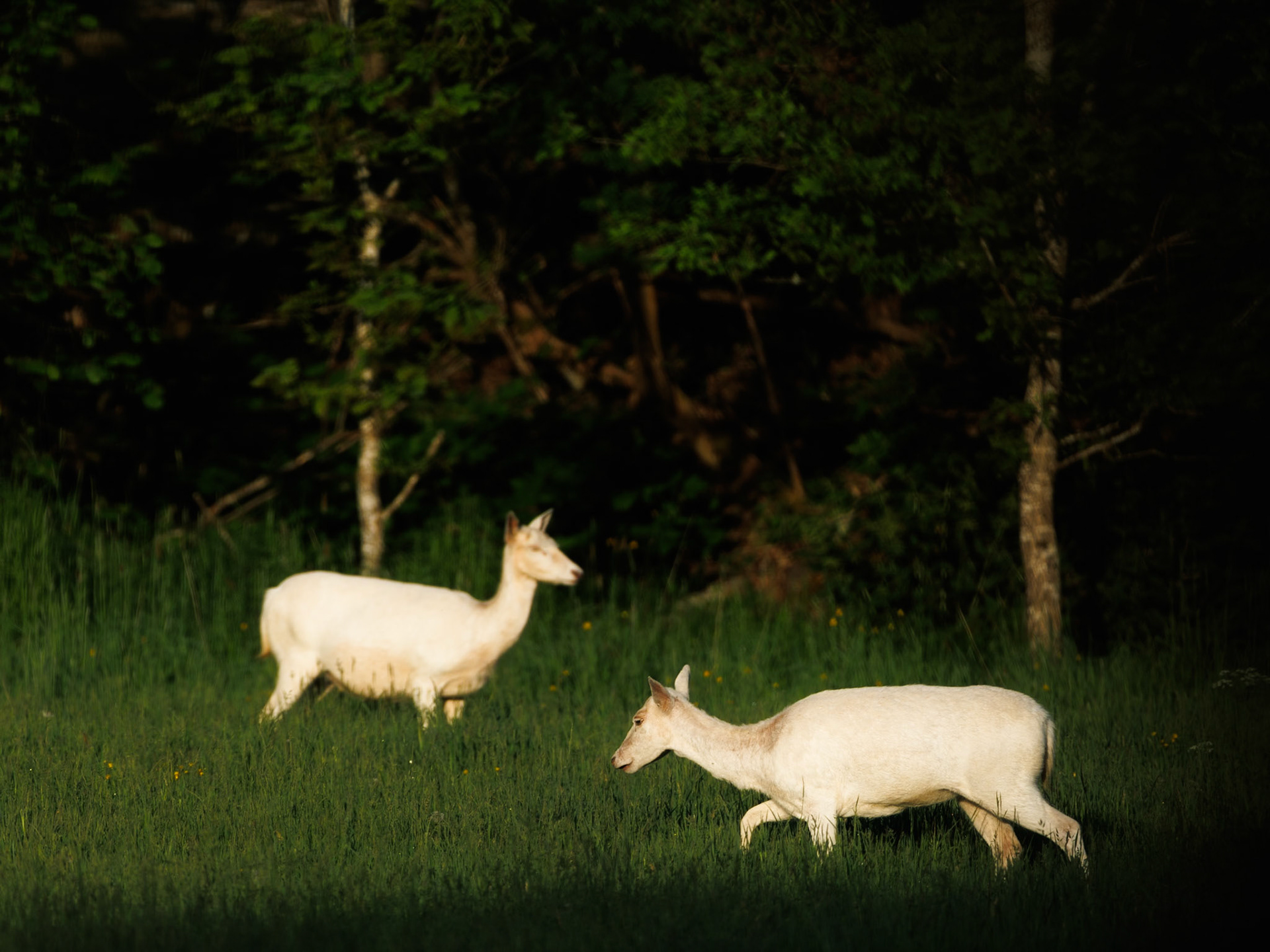Fallow deer