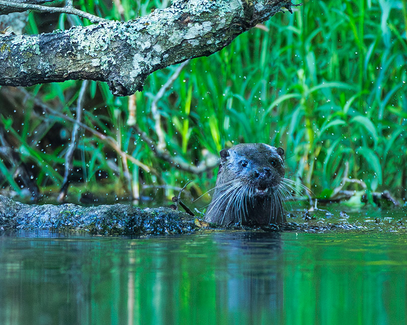 Otter