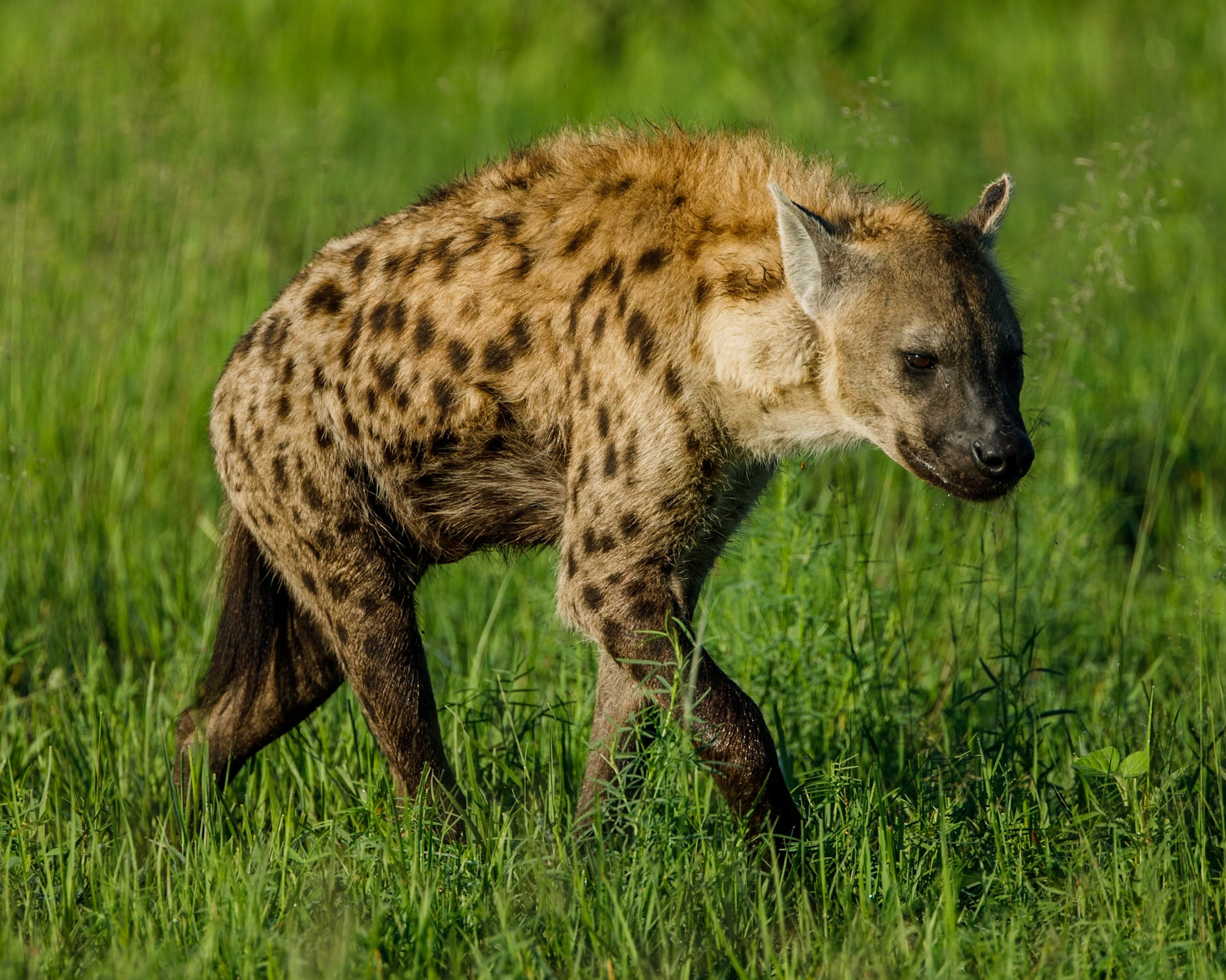 Spotted hyena