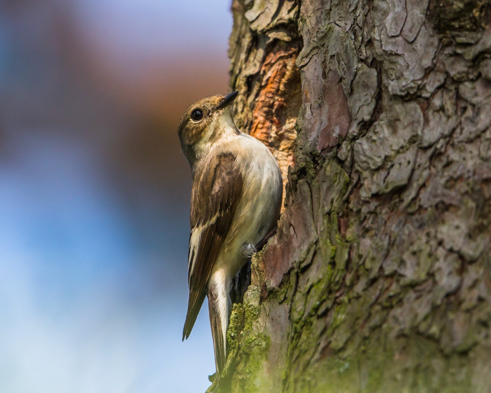 European Pied Flycatcher