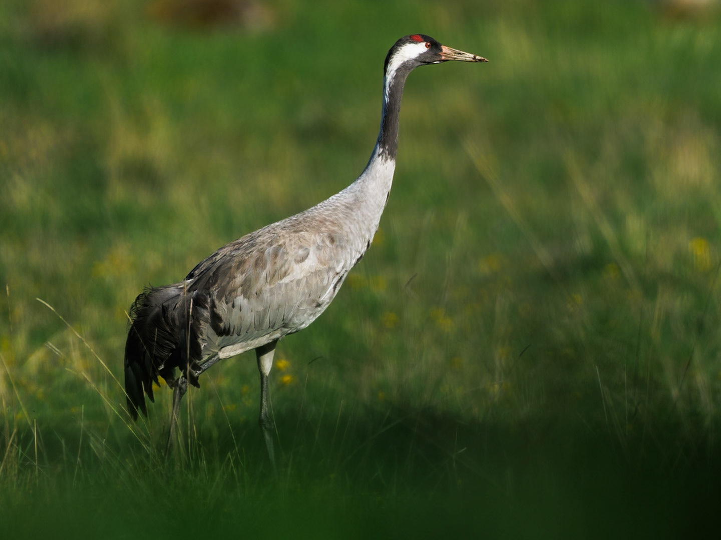 Common Crane