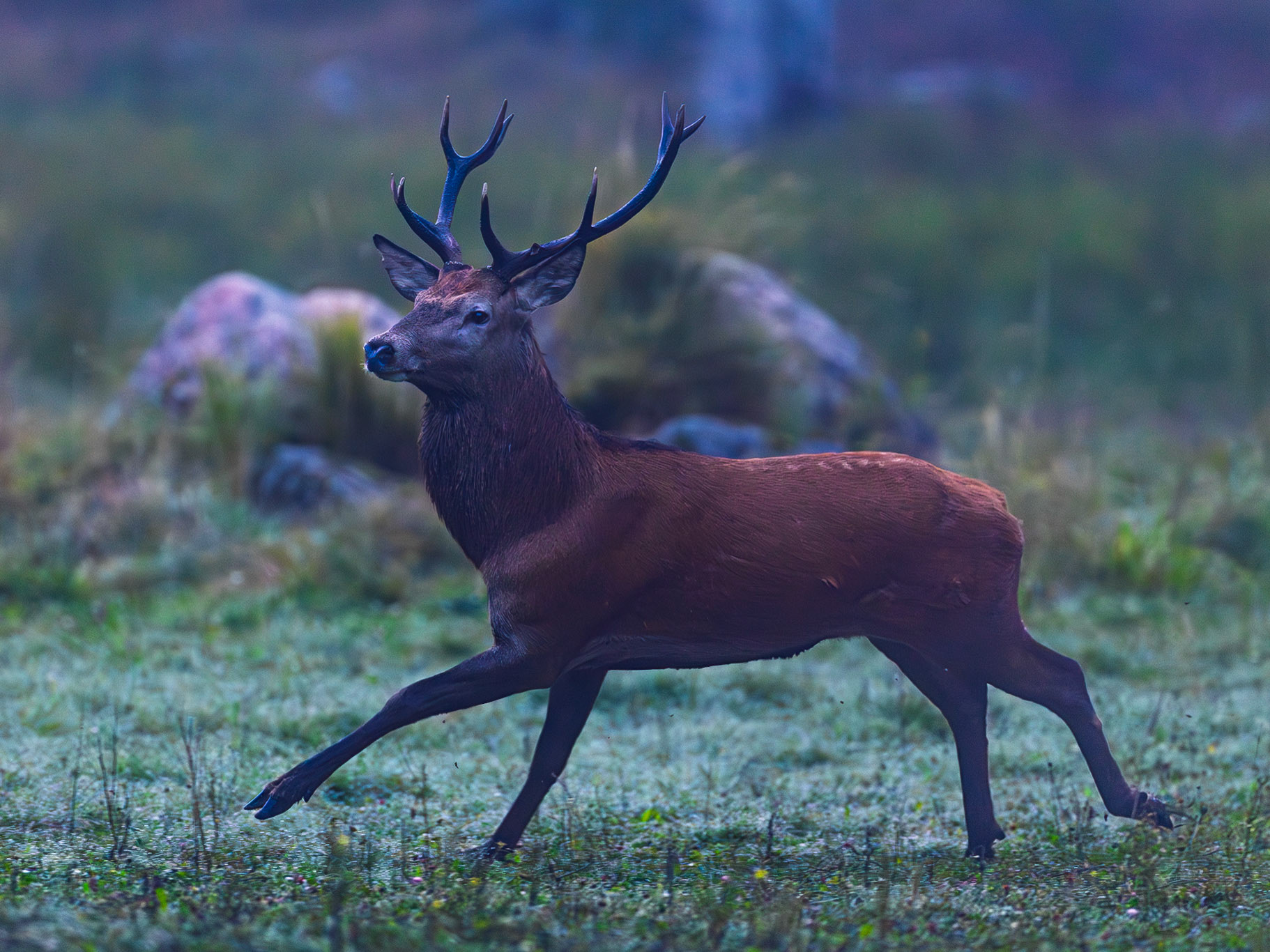 Red deer