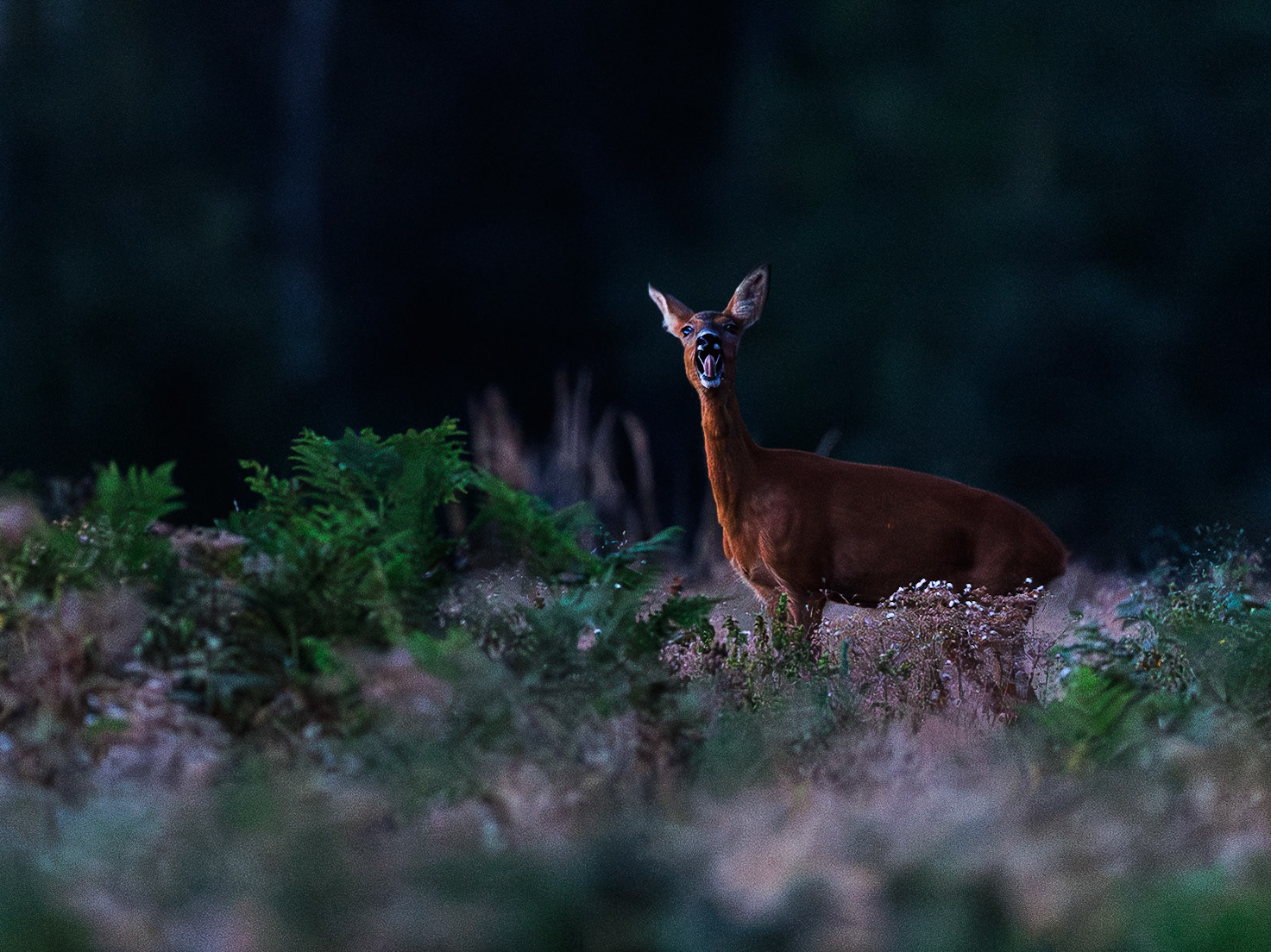 Roe Deer
