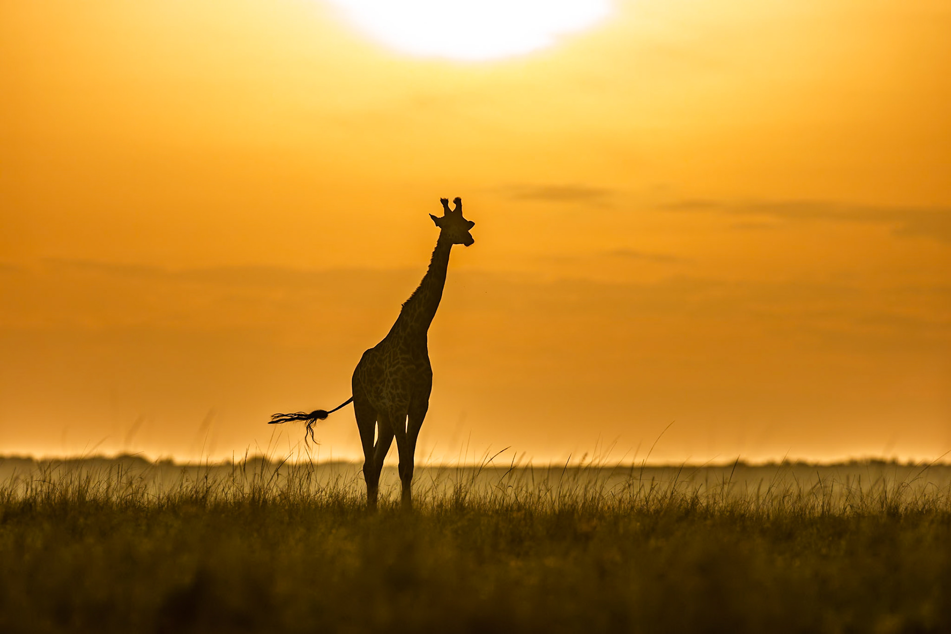 Giraffe in Masai Mara 2026