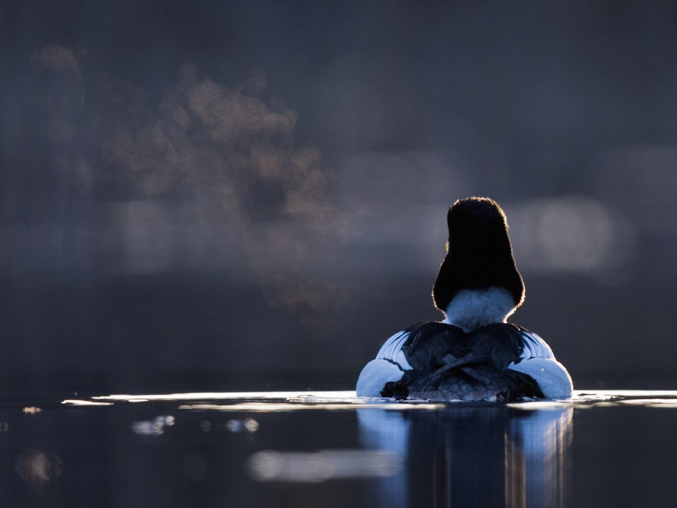 Common Goldeneye