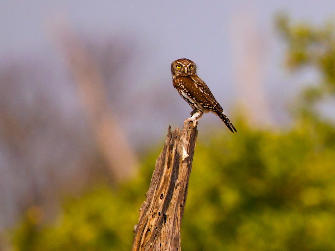 Pearl-spotted owlet