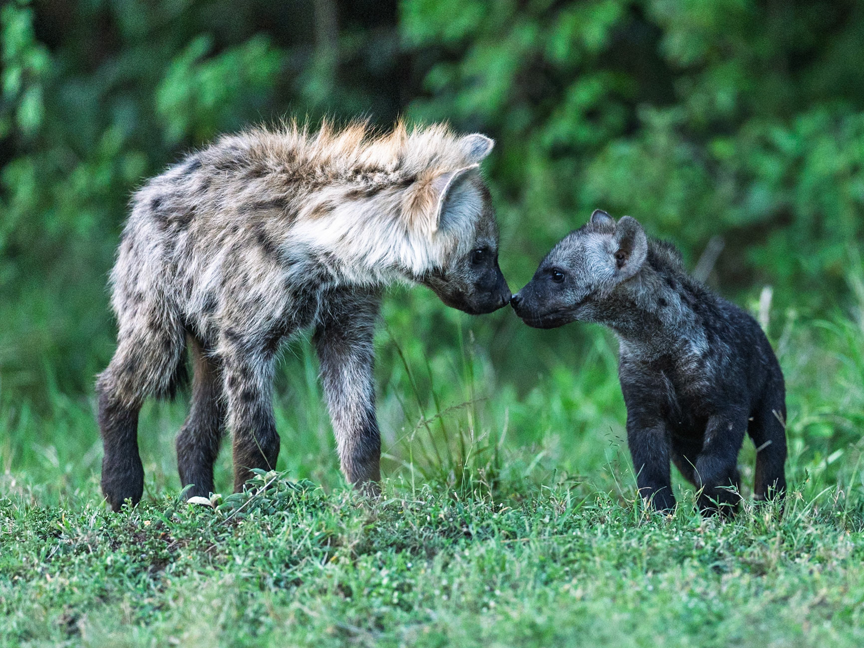 Spotted hyena in Masai Mara 2026