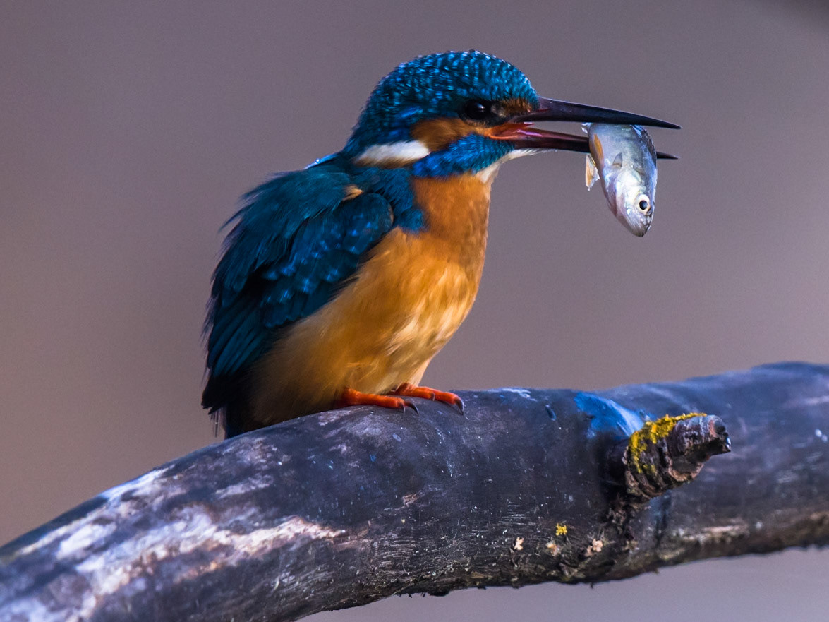 Common Kingfisher