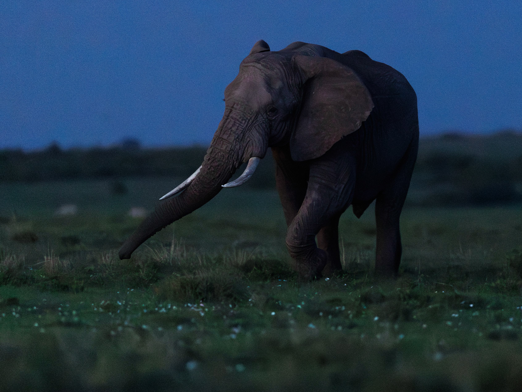 Elephant in Masai Mara 2026