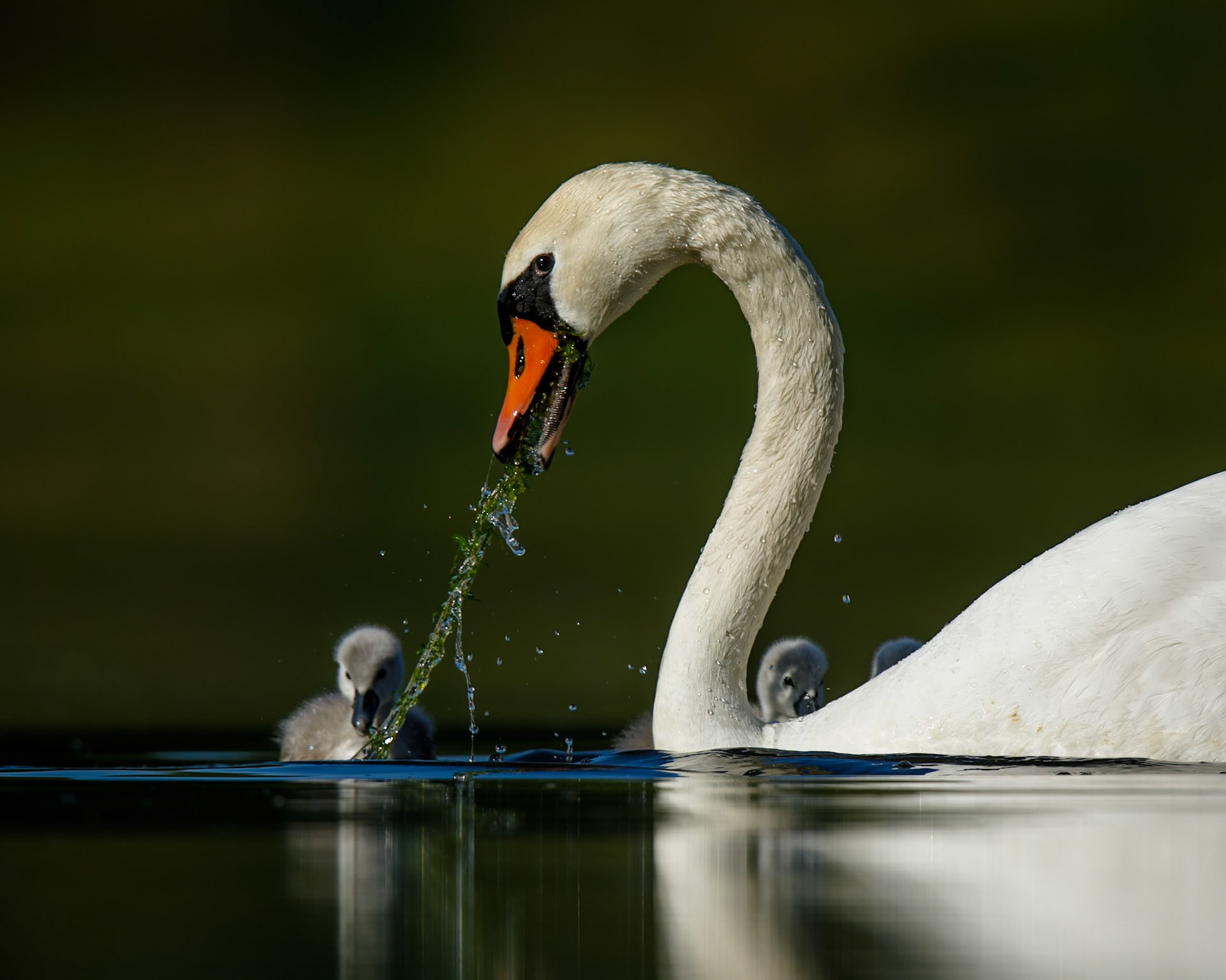 Mute Swan