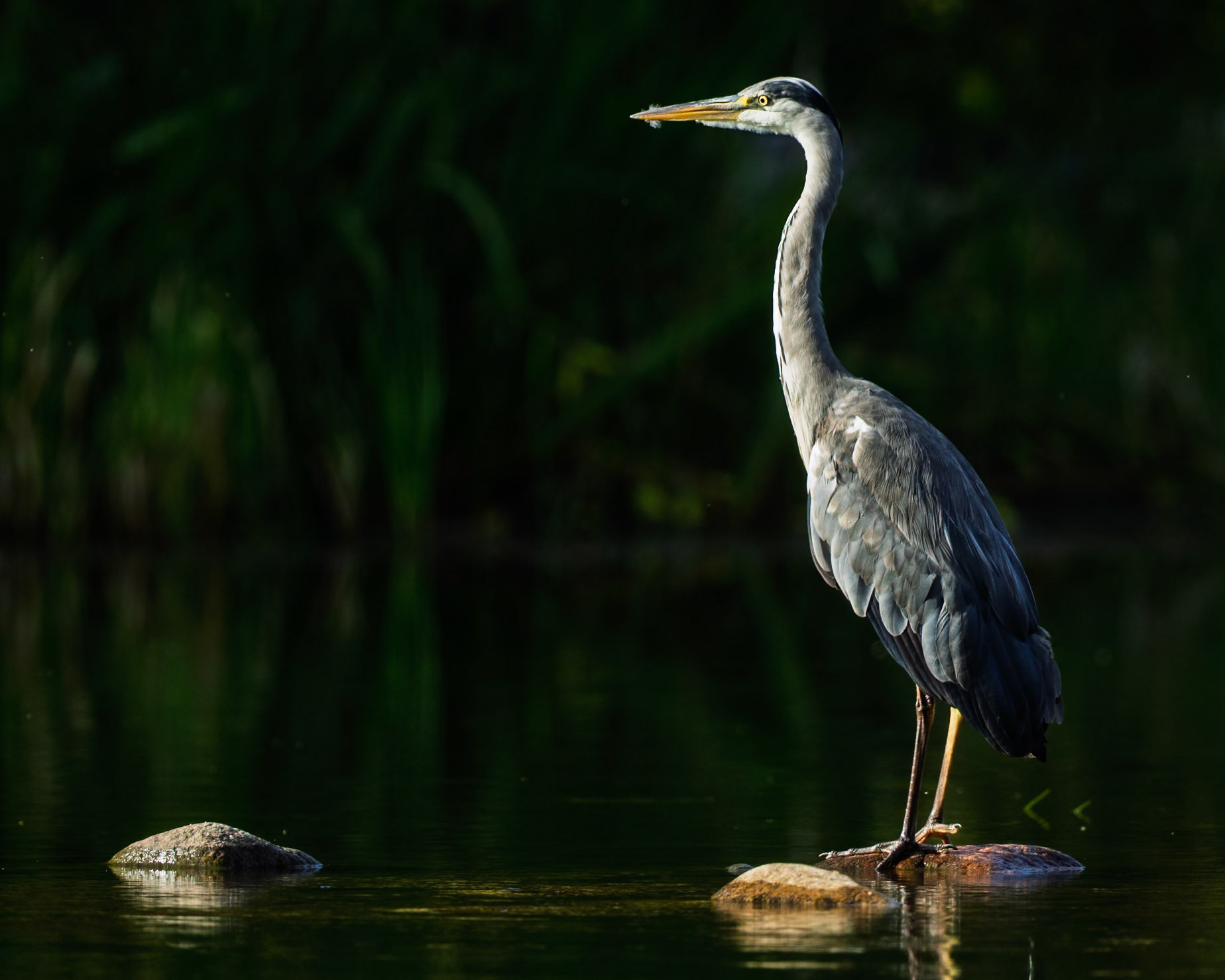Grey Heron