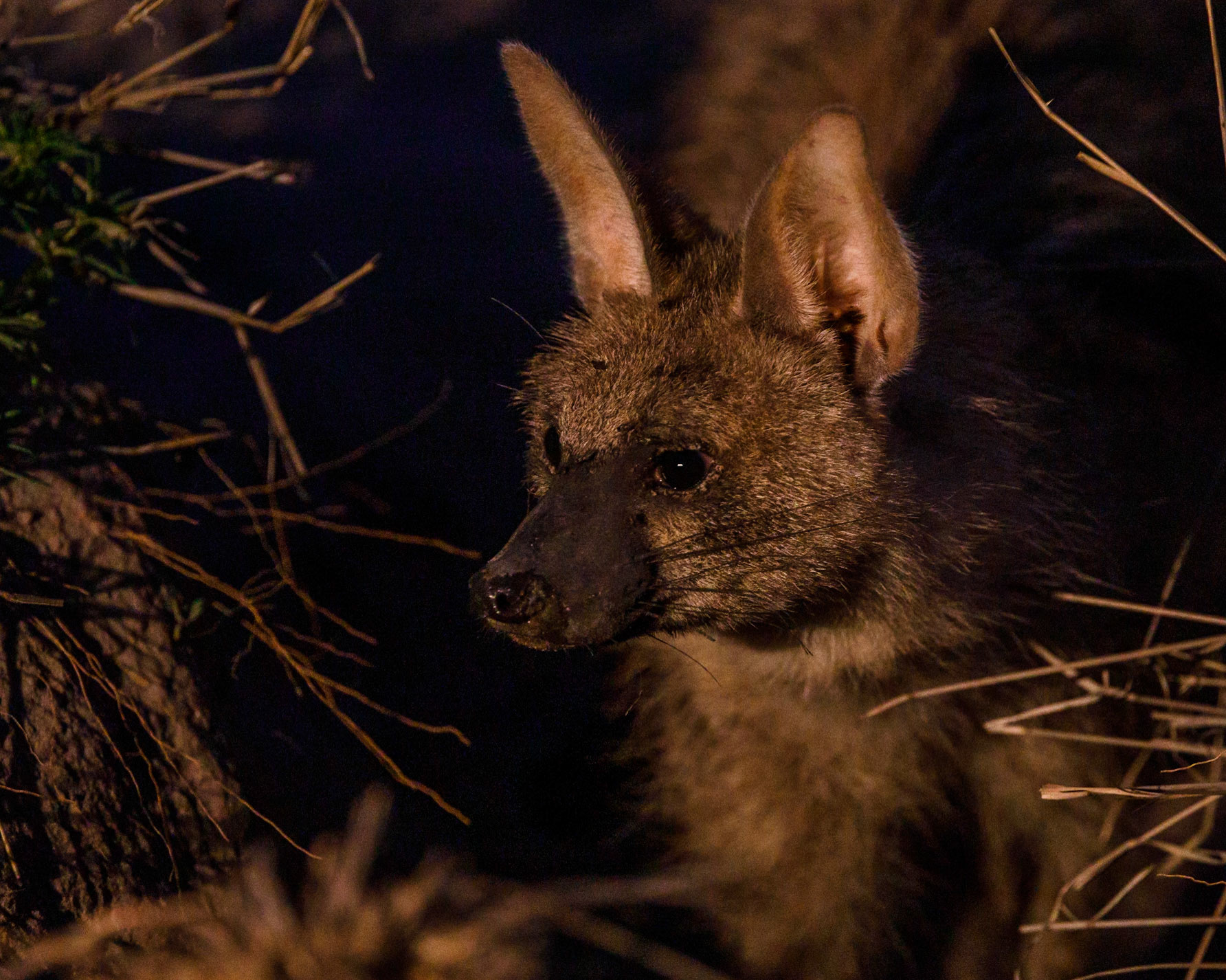 Aardwolf