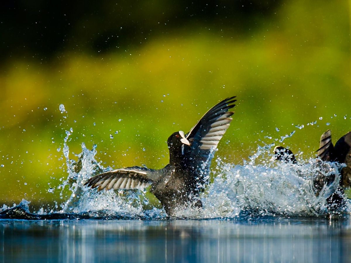 Eurasian Coot
