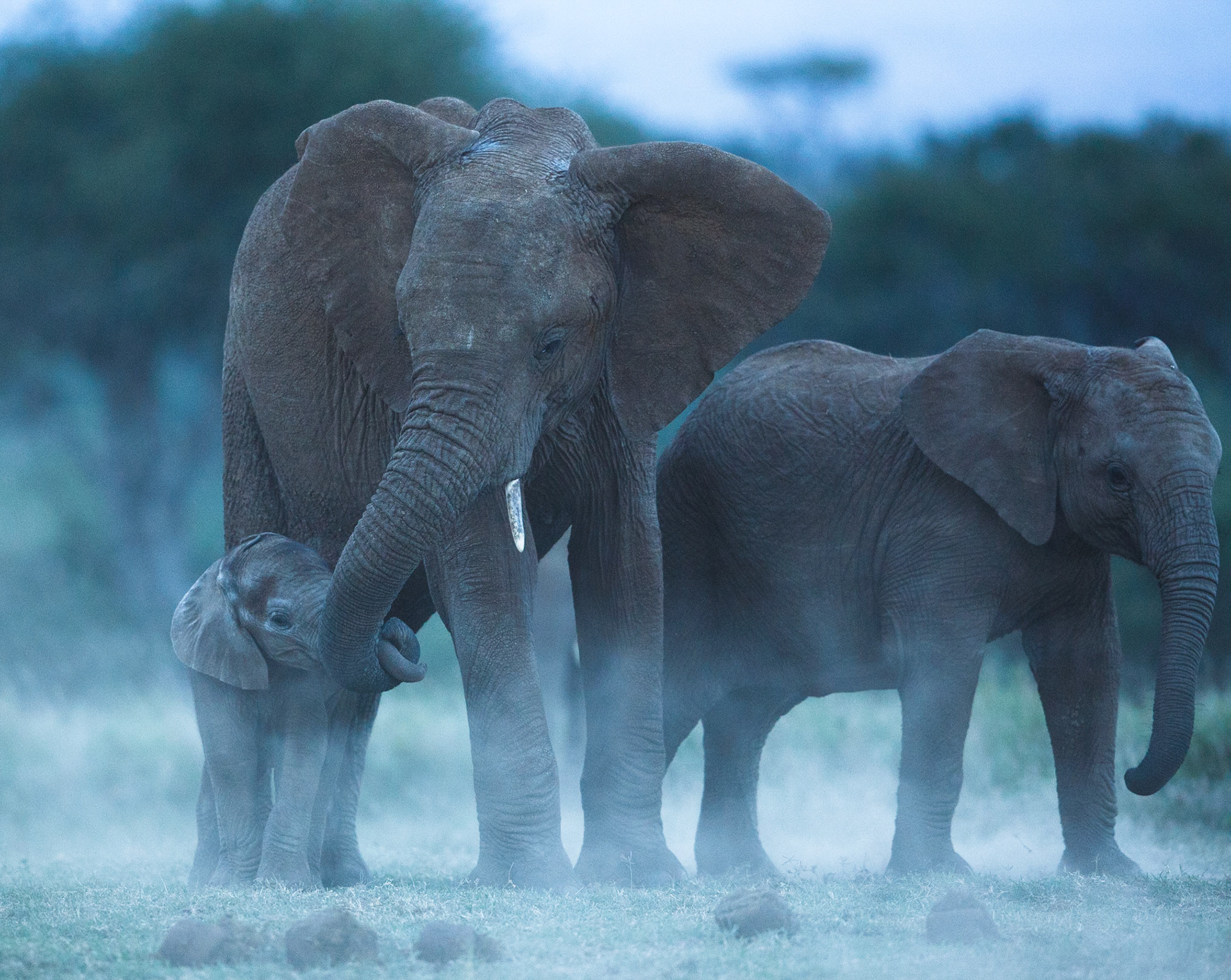 Savanna Elephant in Masai Mara 2014