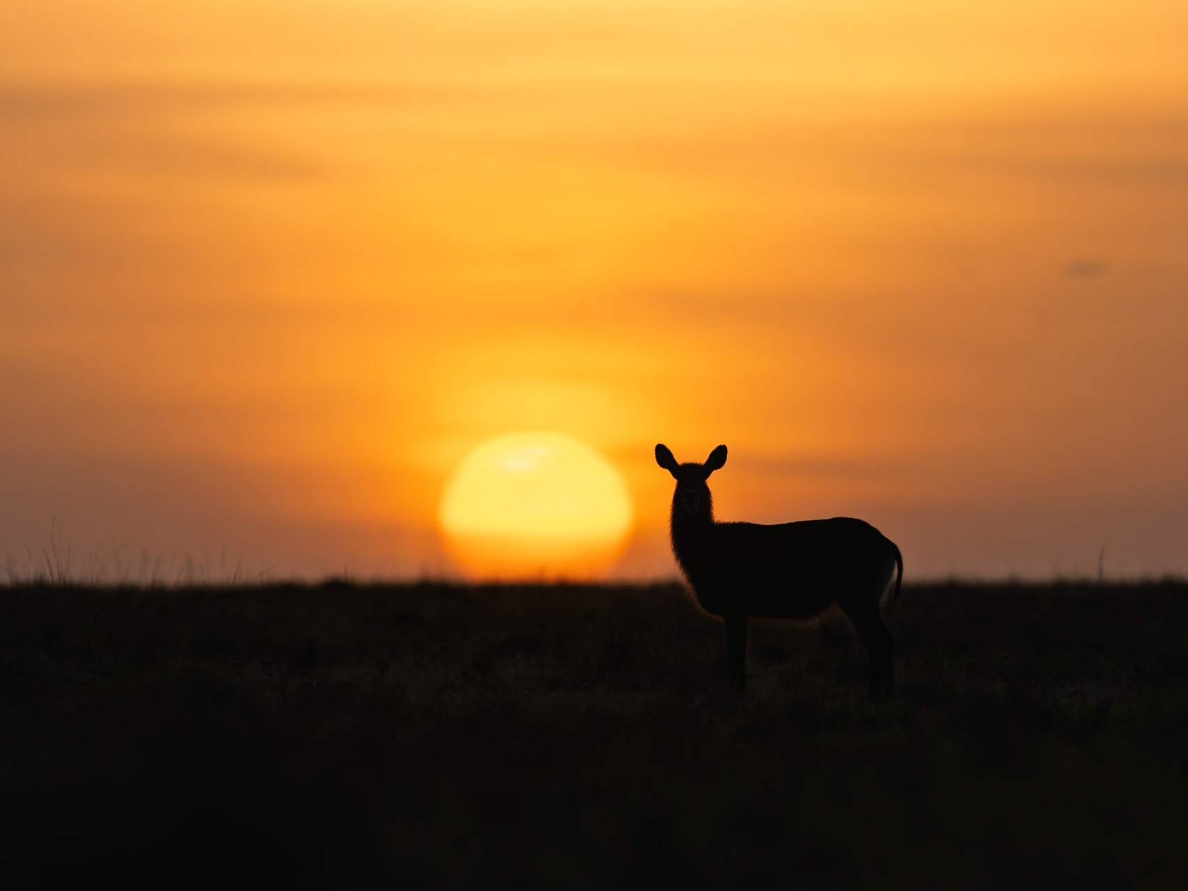Waterbuck in Masai Mara 2026