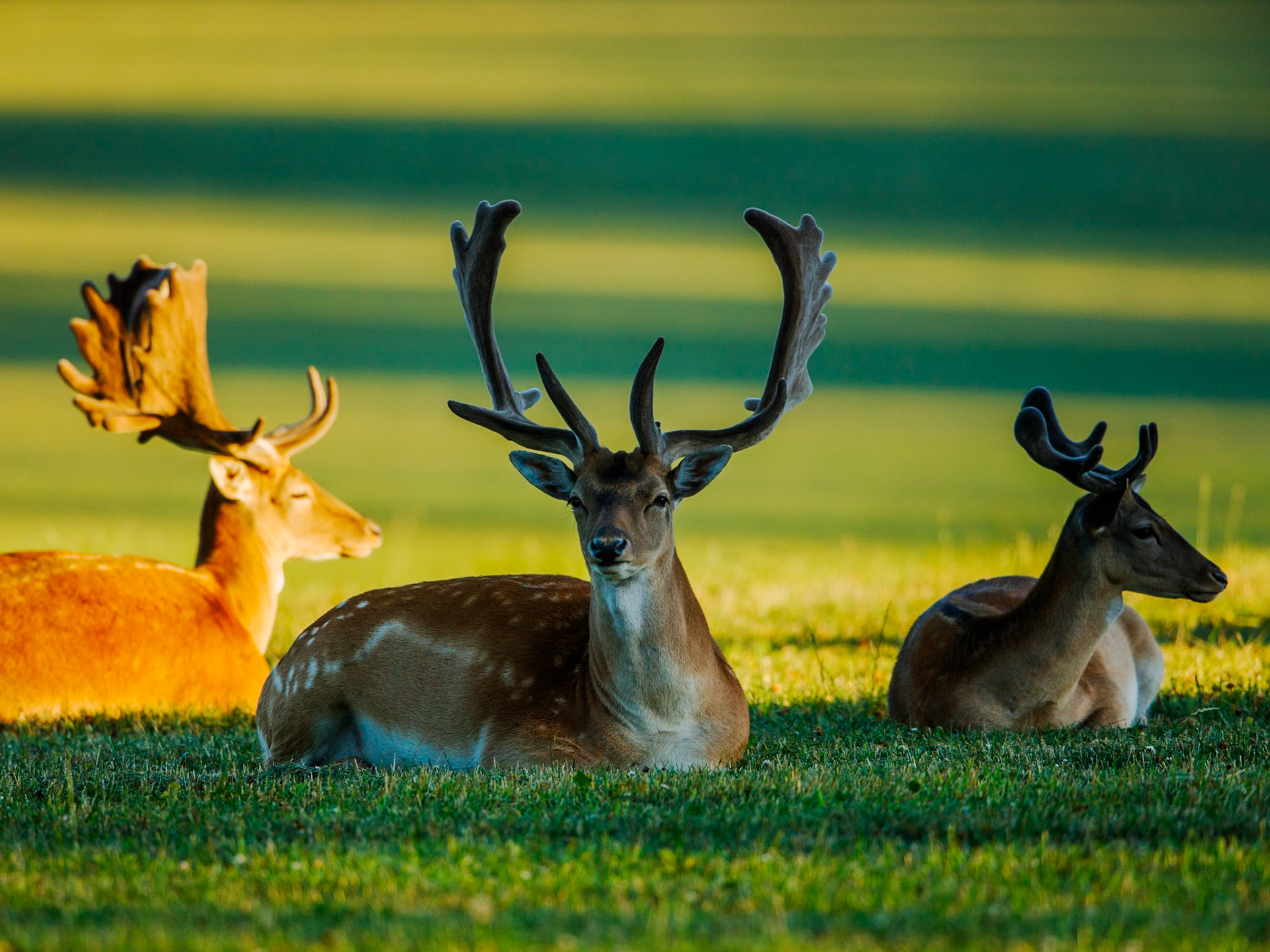 Fallow Deer