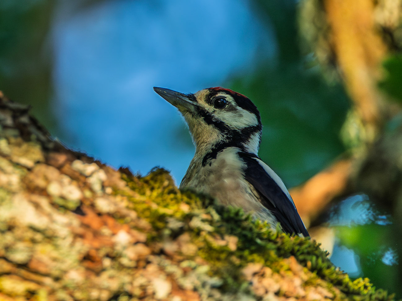 Great spotted woodpecker