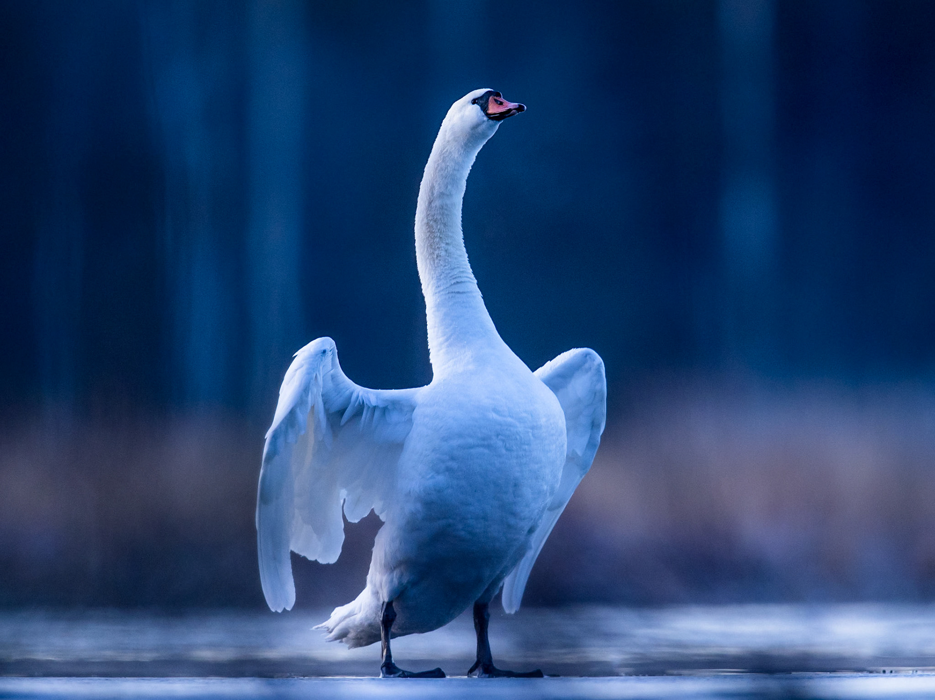 Mute Swan