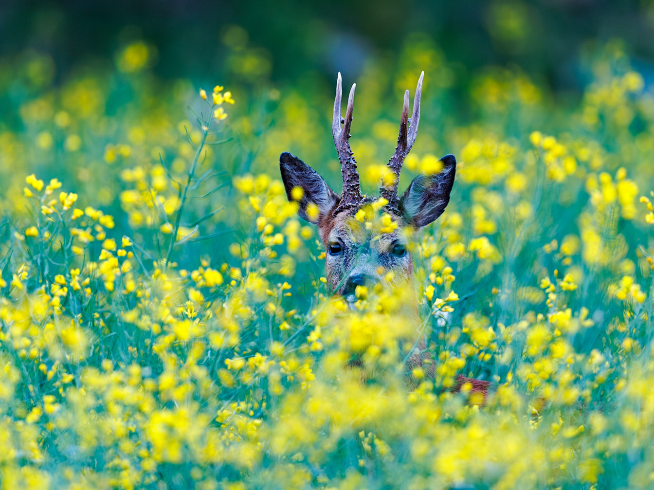 Roe deer