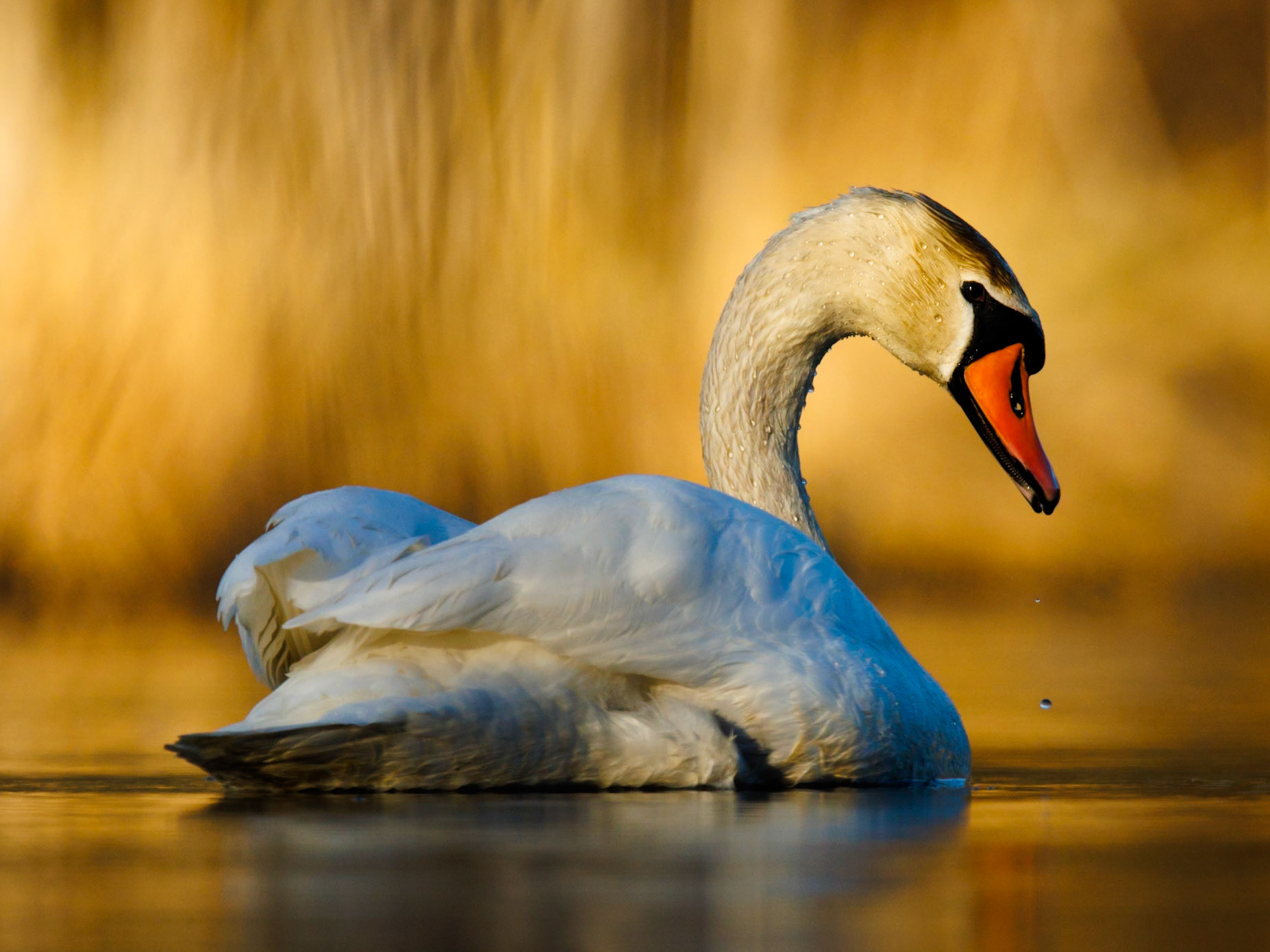 Mute Swan